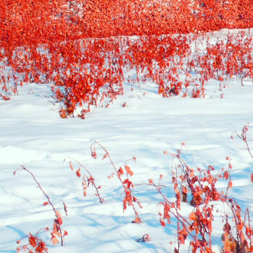 Cellular Memories Exhibition 24 - 159