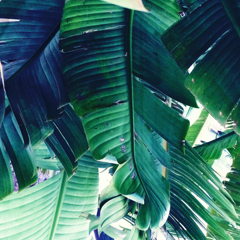 Cellular Memories Exhibition 24 - 27