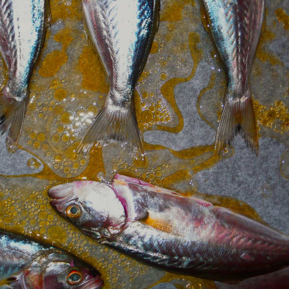 Cellular Memories Exhibition 26 - 39